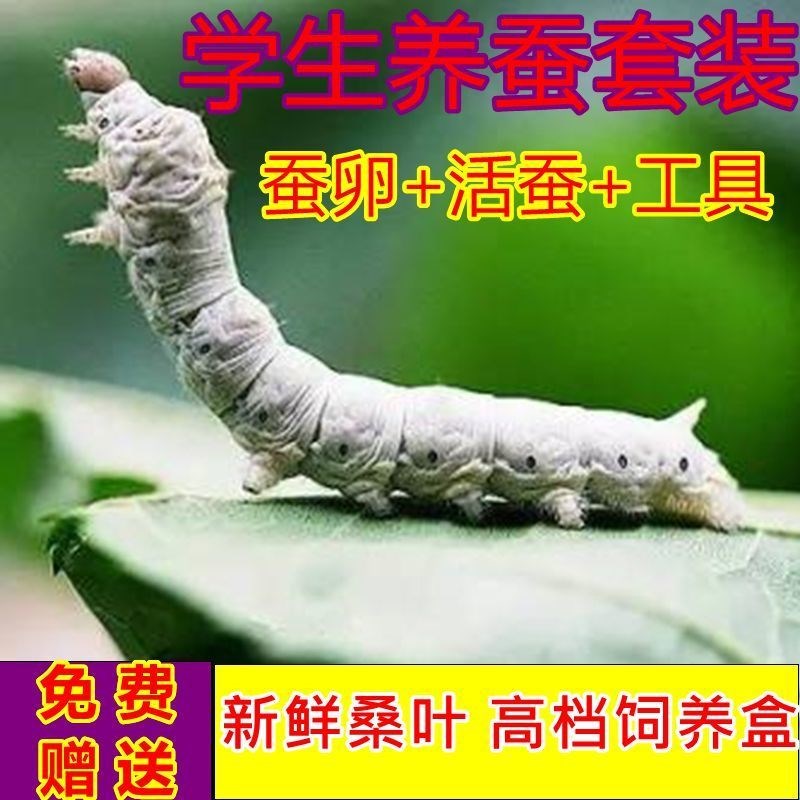 蚕宝宝活体套餐巨型学生养蚕卵幼蚕大蚕金丝蚕彩色七彩送新鲜桑叶