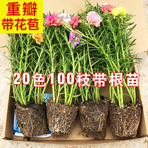 太阳花苗重瓣大花枝条带土带根枝条盆栽多色宿根