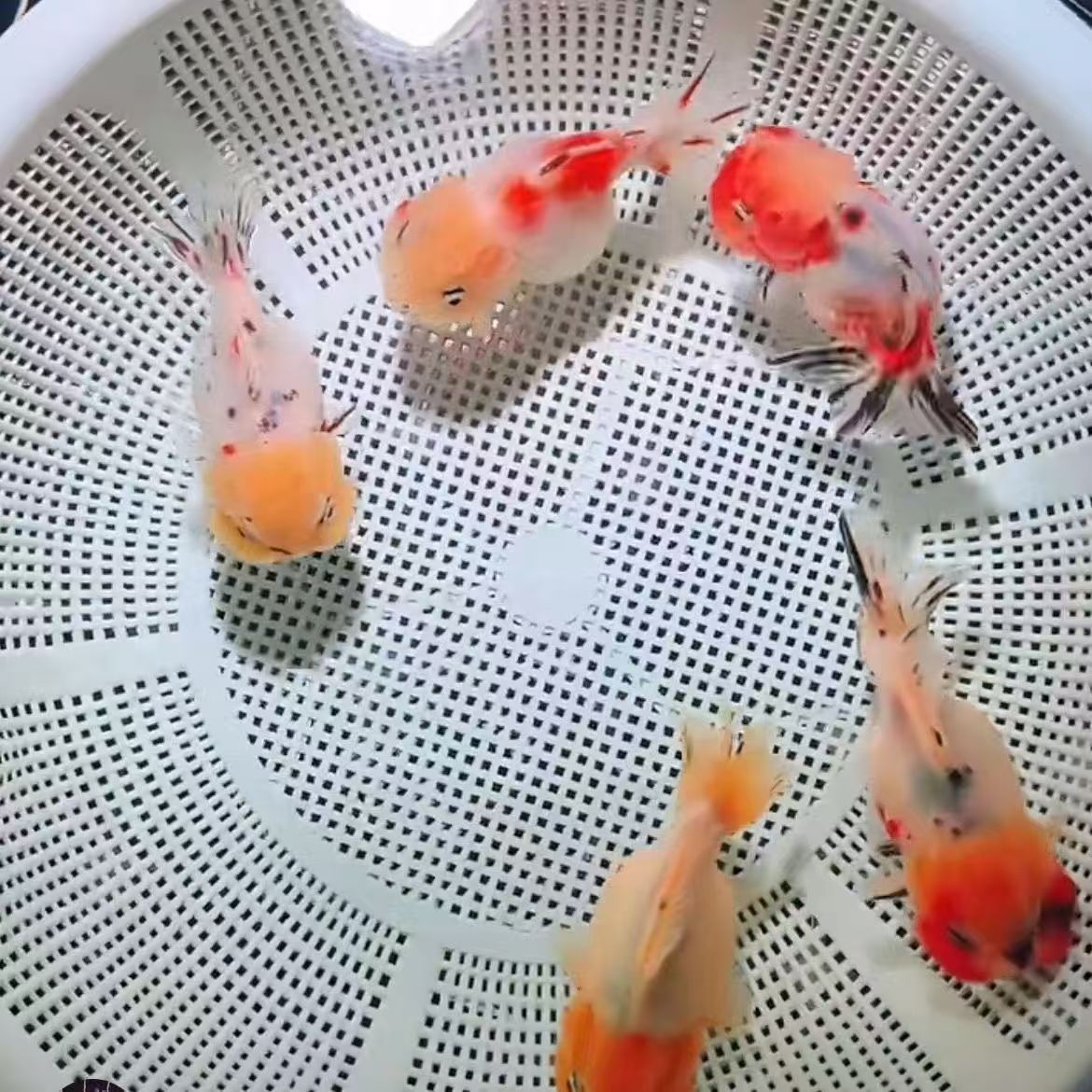 樱花元宝狮金鱼玉兔元宝菠萝头圆嘟嘟胖乎乎可爱宠物好养淡水鱼