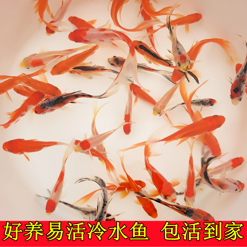 锦鲫草金冷水好养耐活金鱼观赏鱼