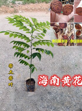 海南黄花梨树苗海黄树四大名木