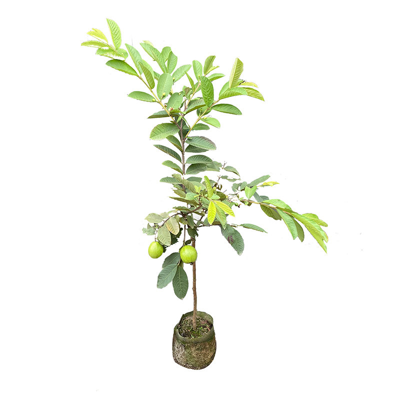 番石榴树果苗台湾四季番石榴红宝石无籽少籽红心芭乐树苗盆栽带土