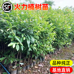【带营养杯发货】乐昌含笑苗火力楠树苗庭院绿化苗木南方北方种植