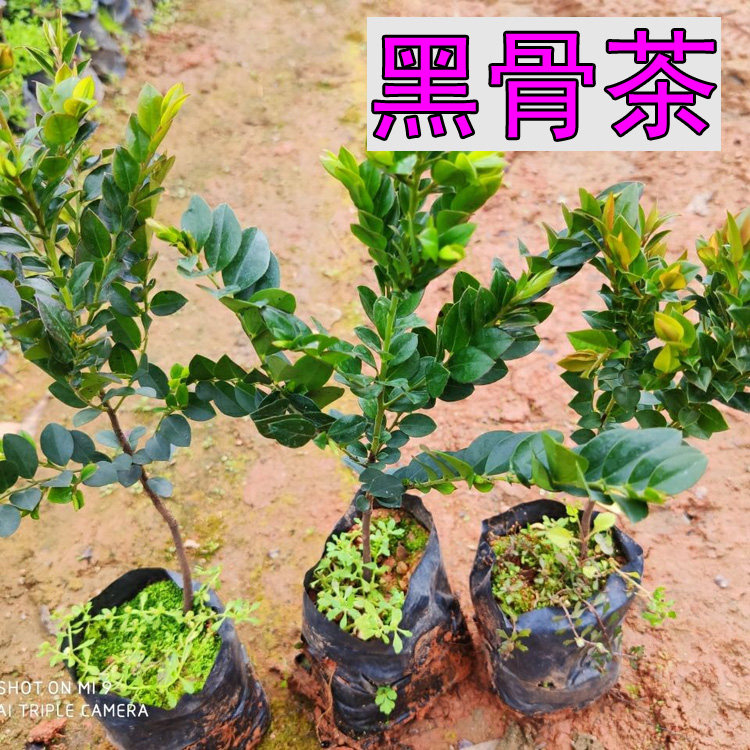 黑骨茶树苗 台湾黑骨茶苗盆栽树苗 造型庭院阳台树苗绿化植物盆景