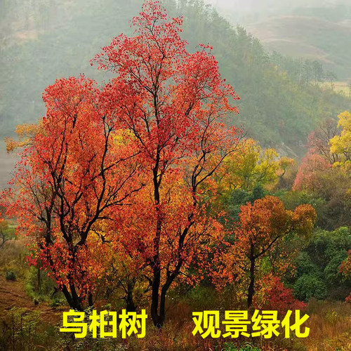 乌桕树苗彩叶苗木庭院风景树地栽