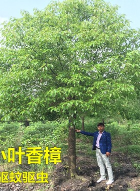 香樟树苗名贵苗木小叶香樟苗盆栽