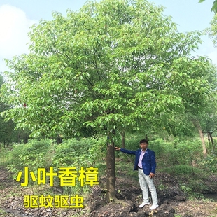 香樟树苗驱蚊虫小叶香樟苗盆栽龙脑樟大树庭院别墅绿化名贵苗木