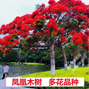 凤凰木树苗红花楹树苗名贵树苗庭院绿化地栽盆栽常绿耐寒风景树