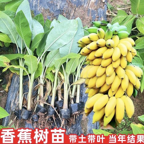 香蕉树苗粉蕉树红蕉皇帝蕉