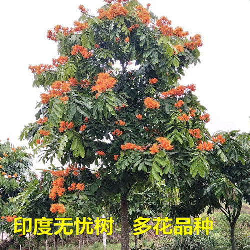印度无忧花树苗名贵树绿化风景树