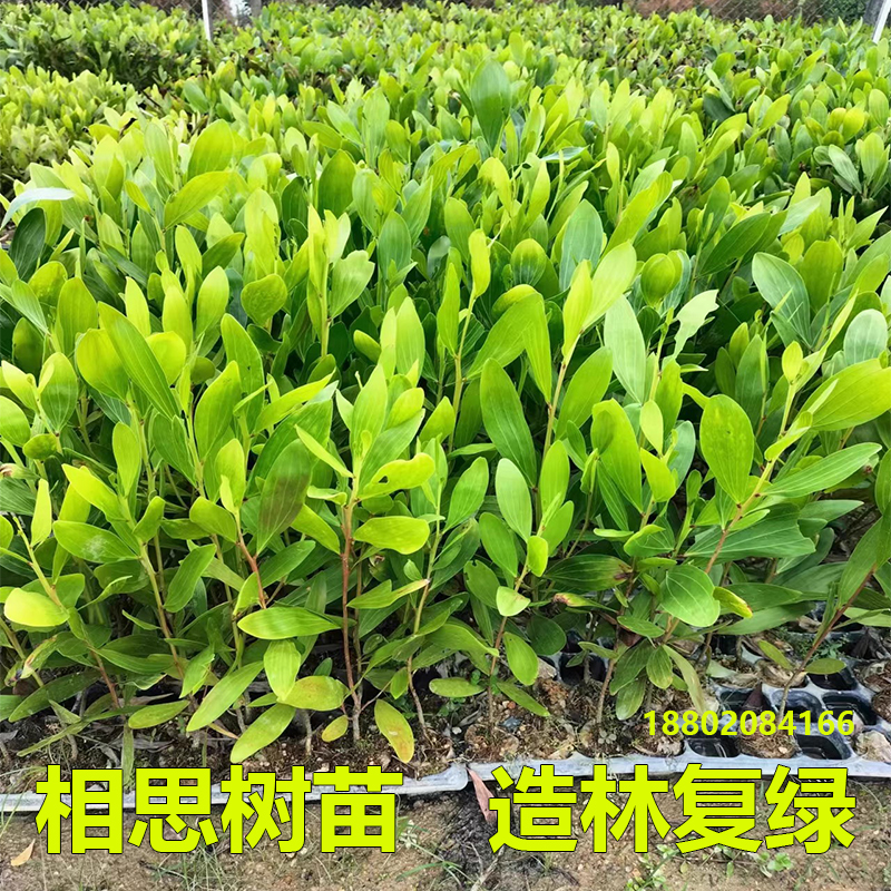 相思树苗大叶相思木苗小叶台湾相思树马占相思风景造林复绿树常绿