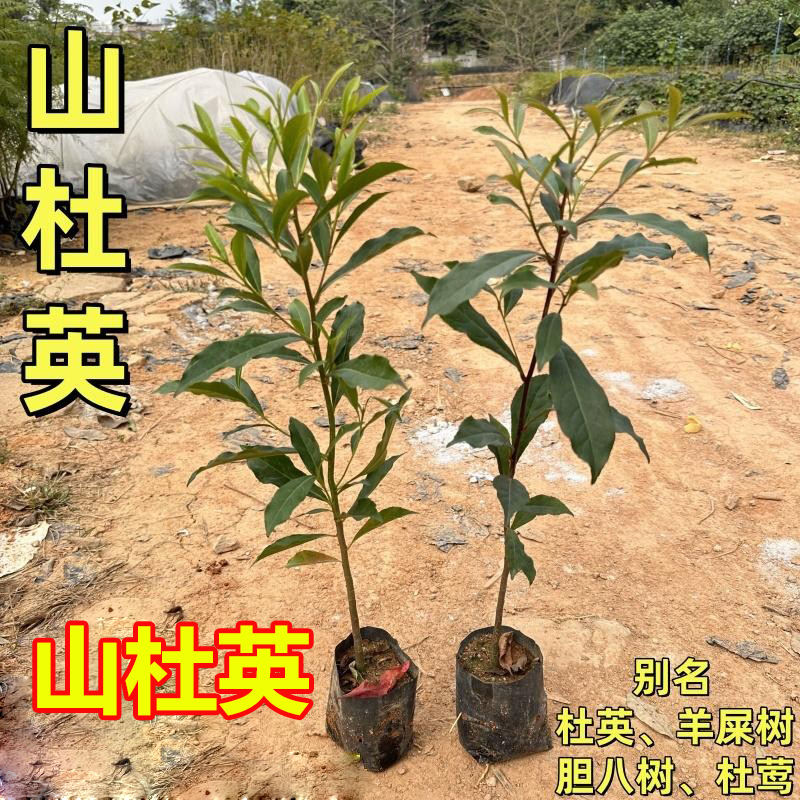 山杜英树苗羊屎树胆八树杜莺苗 庭院观赏树园林绿化复绿造林苗木