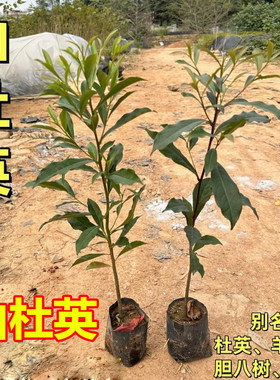 山杜英树苗羊屎树胆八树杜莺苗