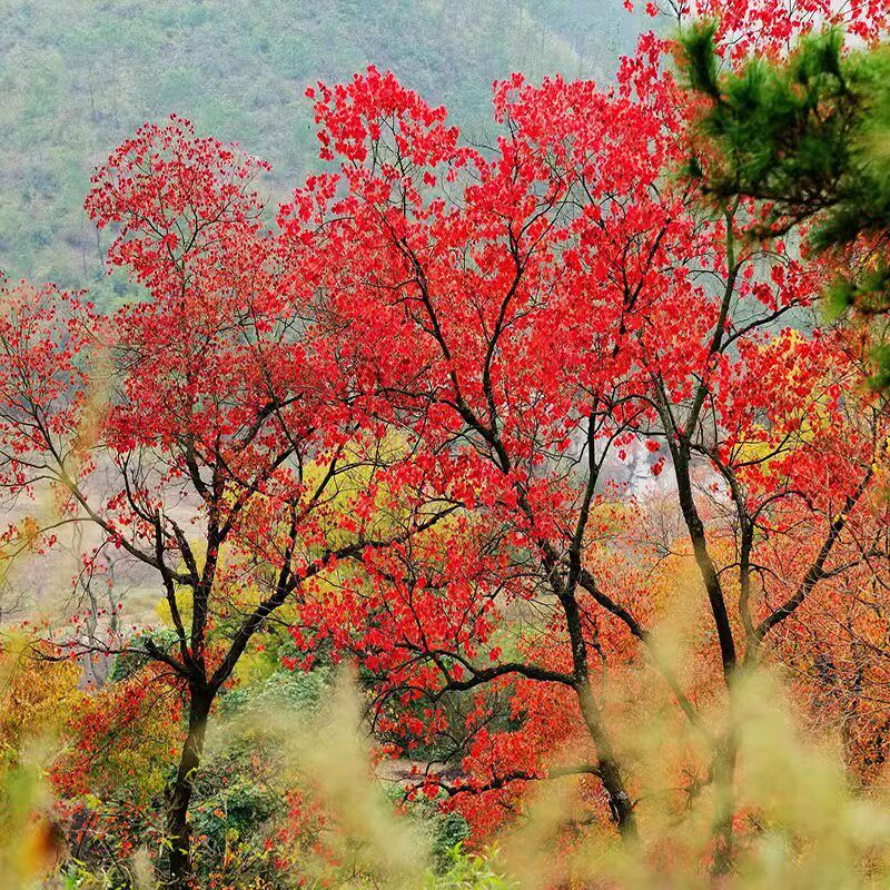 乌桕树苗红叶乌桕树名贵苗木庭院绿化风景树腊子树彩叶树山乌桕