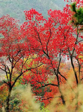 乌桕树苗红叶乌桕庭院绿化风景树