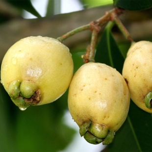 蒲桃果树苗水蒲桃树香果苗名贵果树南北方种植庭院盆栽常绿苗木