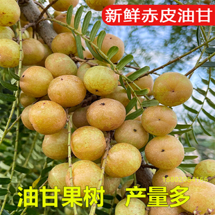 油柑果苗原生苗潮汕甜种油甘苗油甘树油柑子果树四季结果造林苗