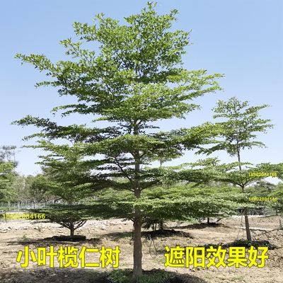 小叶榄仁树苗细叶榄仁树名贵苗木