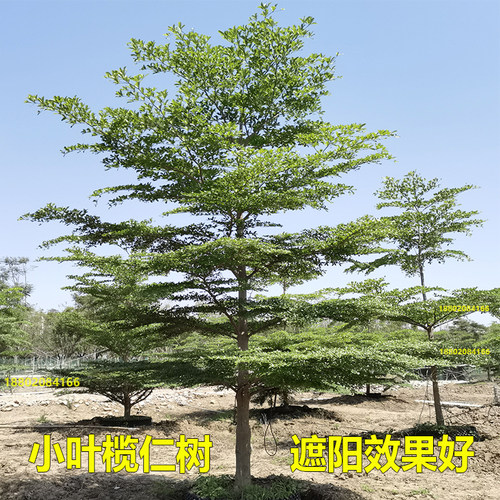 小叶榄仁树苗细叶榄仁树名贵苗木