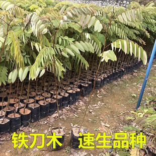 铁刀木树苗硬木树正宗名贵苗木鸡翅木树苗黑檀树黑心树庭院绿化树