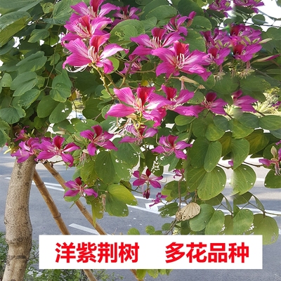 宫粉紫荆树洋紫荆庭院风景树常绿