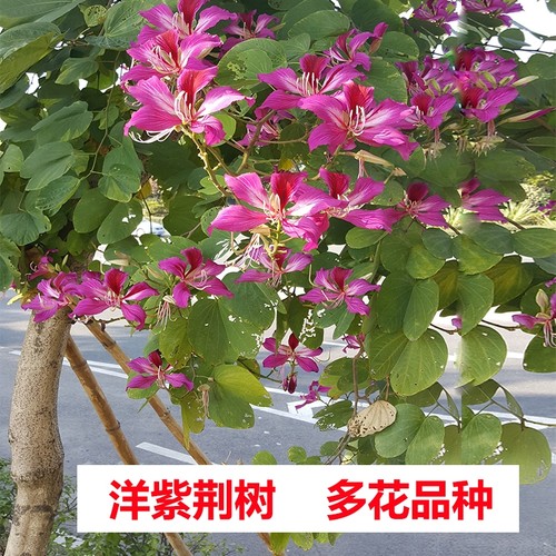 宫粉紫荆树洋紫荆庭院风景树常绿