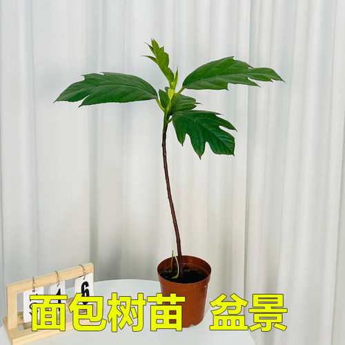 面包树盆栽绿植四季常青植物
