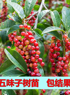 五味子树苗名贵苗木四季常绿