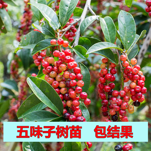 五月茶树苗酸味树五味叶五味子树苗果苗名贵药用植物庭院绿化苗木