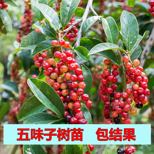 五味子树苗名贵苗木四季常绿