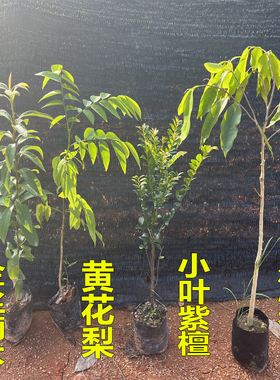 名贵苗木金丝楠木树苗正宗奇楠沉香珍稀小叶紫檀海南黄花梨苗酸枝