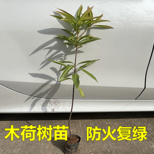 木荷树苗荷木苗木艾树绿化造林苗何树苗防火树种山地复绿树耐旱