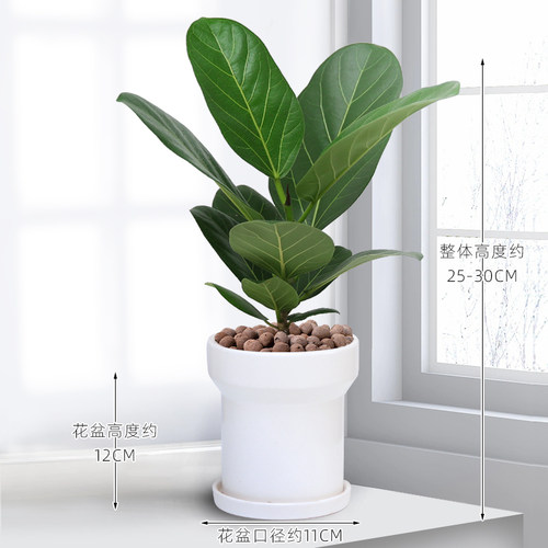 孟加拉榕树苗大叶榕观叶绿植常绿