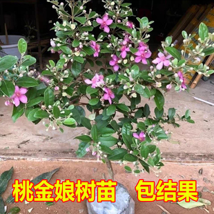 桃金娘树苗乌捻子山捻子树观赏老桩庭院盆栽四季常绿当年结果
