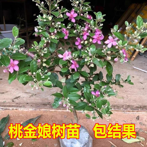 桃金娘树苗山捻子树当年结果常绿