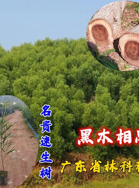 黑木相思树苗热嘉黑木相思造林苗