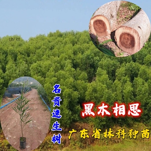 黑木相思树苗热嘉黑木相思小苗名贵木材林绿化苗木良种速生造林苗