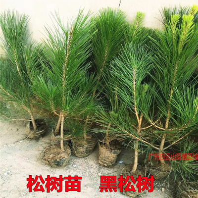 松树苗黑松树苗名贵苗木盆栽