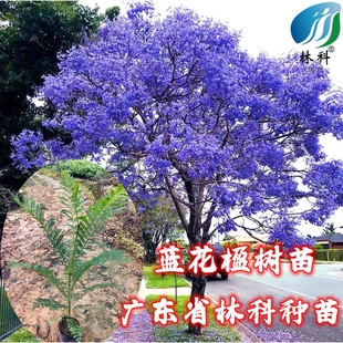 蓝花楹树苗珍贵名树绿化苗木风景树别墅庭院行道植物树苗广州发货