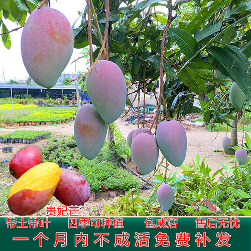 芒果树苗红贵妃芒果树苖特大果