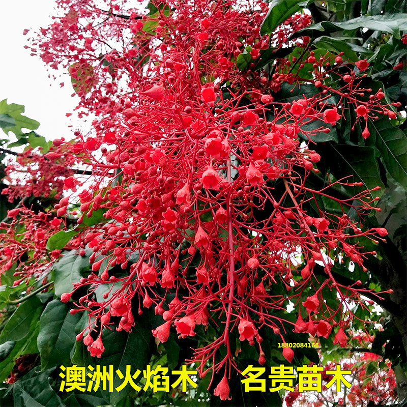 澳洲火焰木树苗名贵绿化树图片