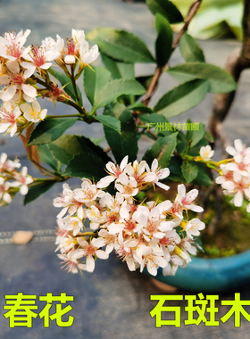 春花树苗车轮梅苗石斑木树苗造型绿植盆景庭院盆栽当年开花常绿