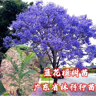 蓝花楹树苗珍贵名树绿化苗木风景树别墅庭院行道植物树苗广州发货