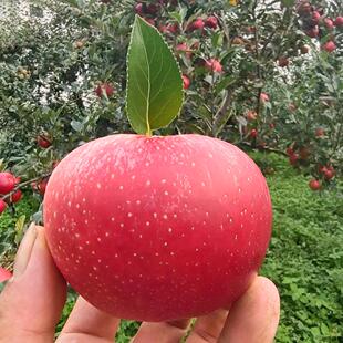 云南剑川马登丑糖心季水果新鲜整箱脆甜多汁净重5斤装嘎啦小苹果