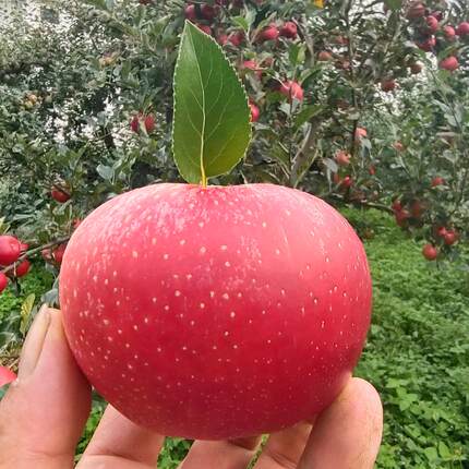 云南剑川马登丑糖心季水果新鲜整箱脆甜多汁净重5斤装嘎啦小苹果