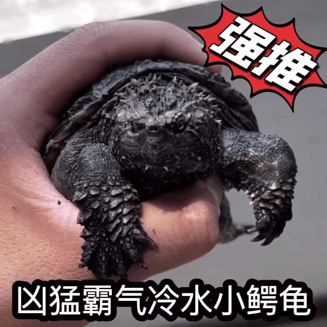 原种纯佛鳄龟爆刺鳄鱼龟幼苗佛鳄龟活物杂佛北美小鳄龟乌龟宠物