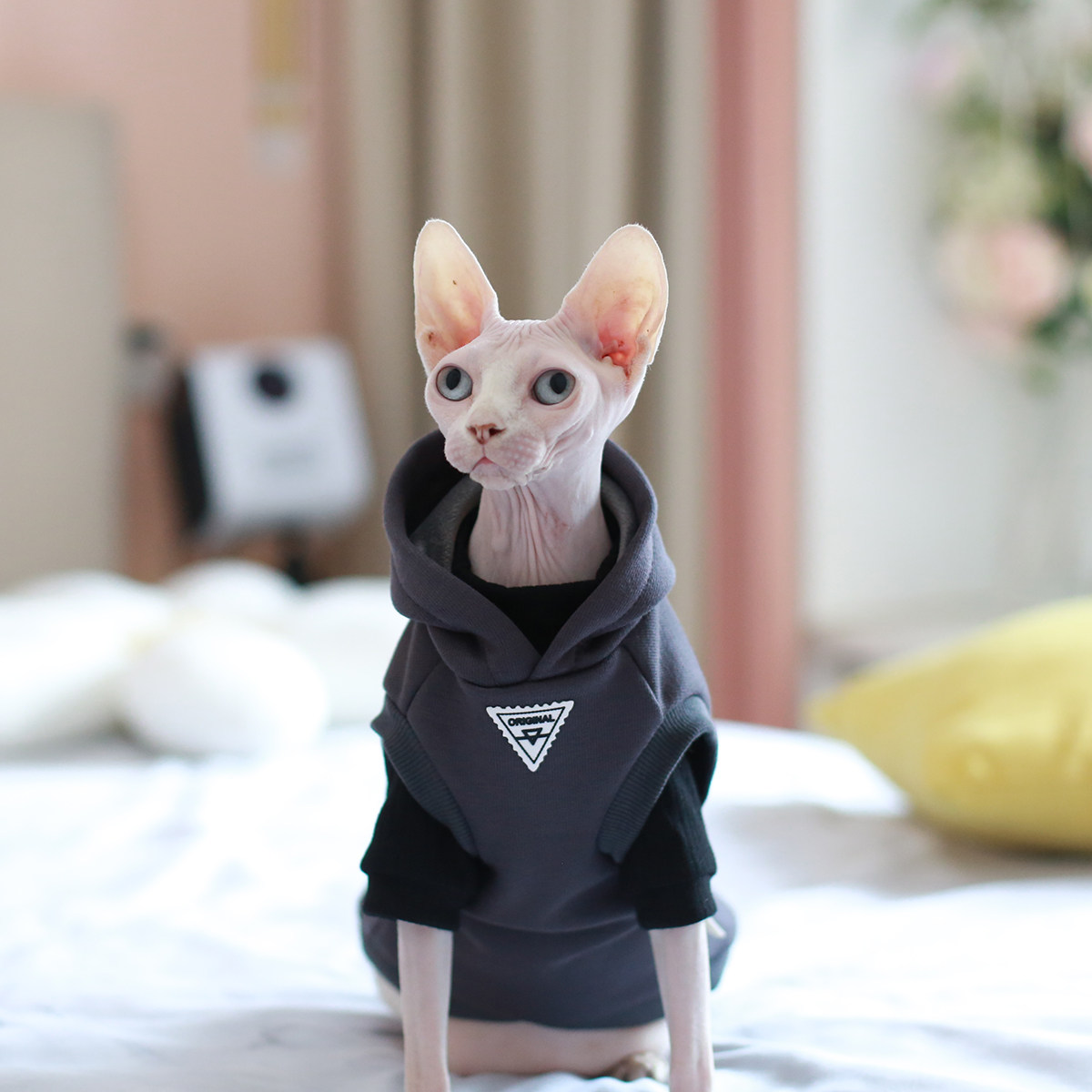 斯芬克斯无毛猫衣服德文保暖灰色加绒连帽厚卫衣马甲纯棉打底套装