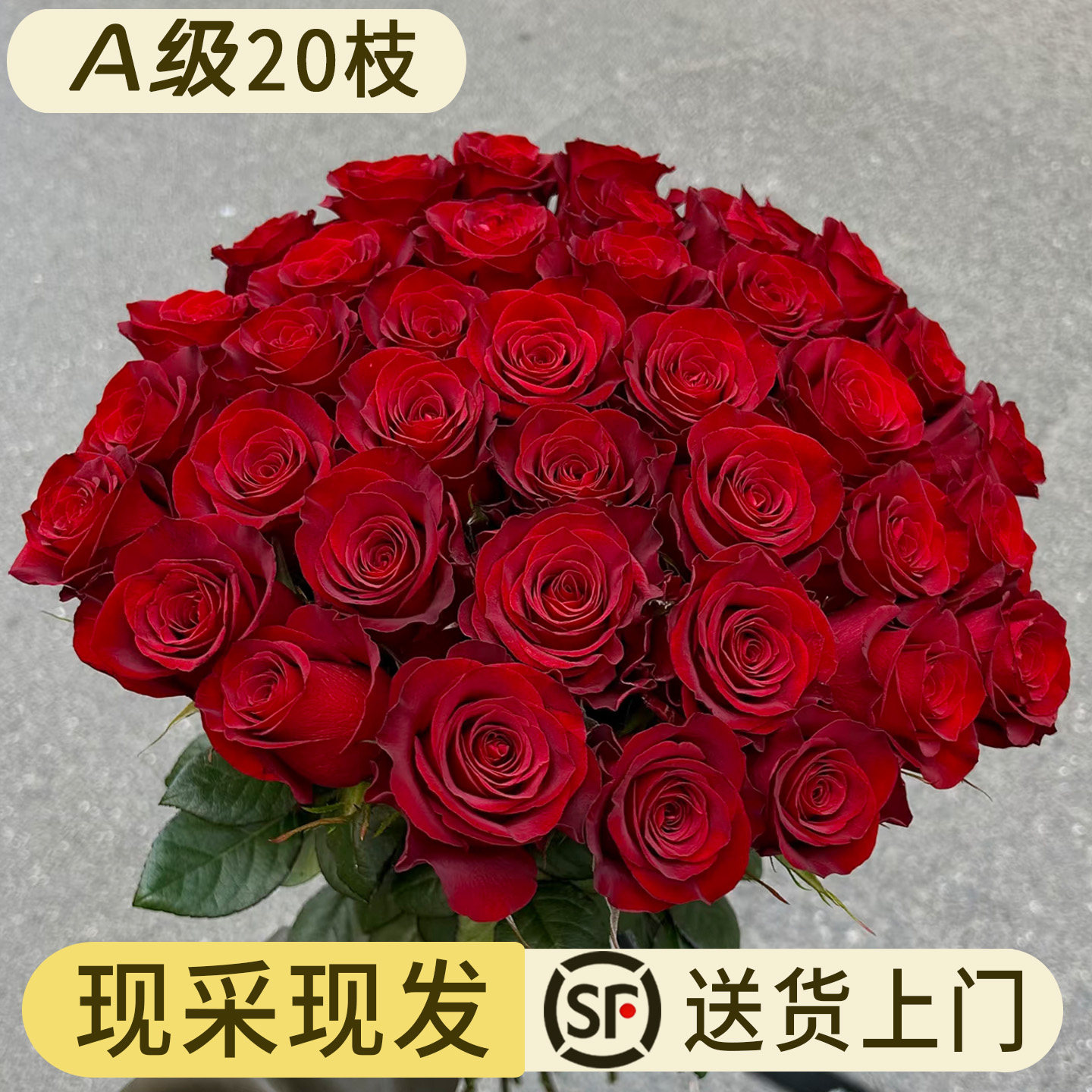 云南高原红玫瑰鲜切花20枝直发