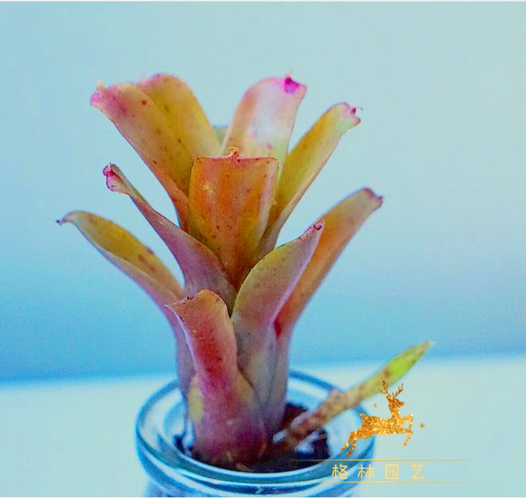 格林园艺  积水凤梨琳达n.baby linda小型积水单头群生雨林缸造景