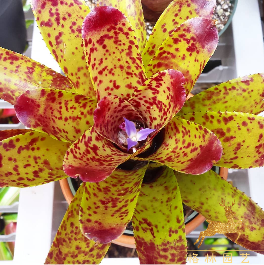 格林园艺小型积水凤梨neo.cheers北极星红色星光斑点雨林缸造景